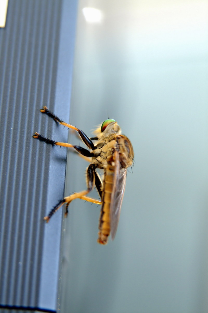 왕파리매 Cophinopoda chinensis (Chinese King Robber Fly); DISPLAY FULL IMAGE.