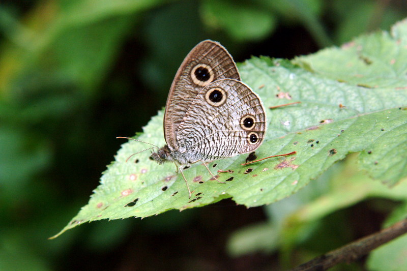 물결나비 Ypthima multistriata koreana (Korean Ringlet Butterfly); DISPLAY FULL IMAGE.
