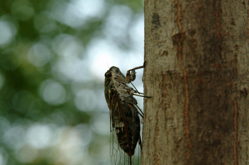 애매미 Meimuna opalifera (Last-summer Cicada); DISPLAY FULL IMAGE.