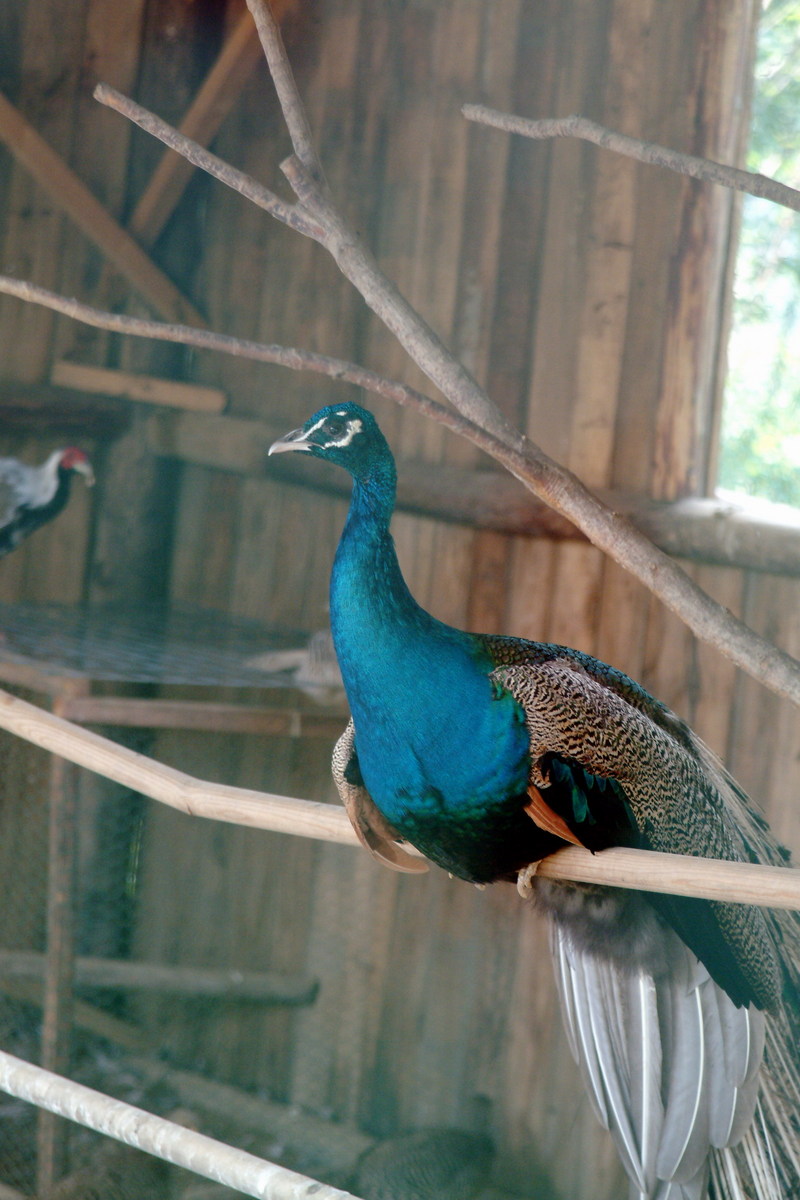 인도공작(印度孔雀) Pavo cristatus (Blue Indian Peafowl); DISPLAY FULL IMAGE.