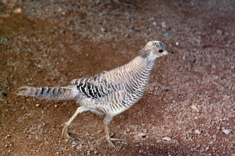 백한 Lophura nycthemera (Silver Pheasant); DISPLAY FULL IMAGE.