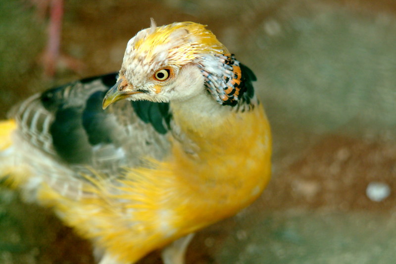 황금계(黃金鷄) Chrysolophus pictus (Yellow Golden Pheasant); DISPLAY FULL IMAGE.