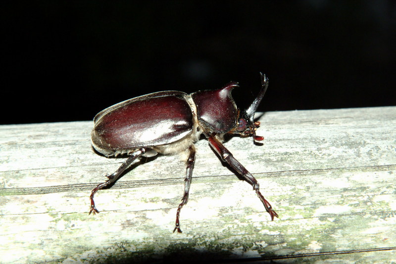 장수풍뎅이 수컷 Allomyrina dichotoma (Korean Horned Beetle); DISPLAY FULL IMAGE.