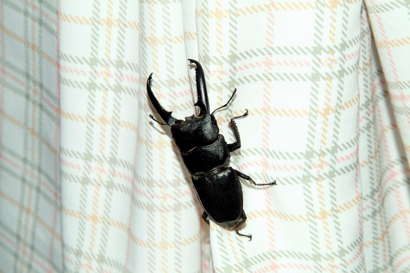 넓적사슴벌레 Serrognathus platymelus (Korean Long-fanged Stag Beetle); DISPLAY FULL IMAGE.