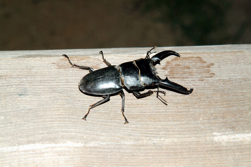 넓적사슴벌레 Serrognathus platymelus (Korean Long-fanged Stag Beetle); DISPLAY FULL IMAGE.