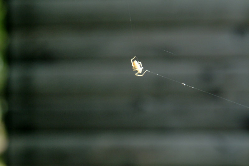 작은 거미의 줄타기; DISPLAY FULL IMAGE.