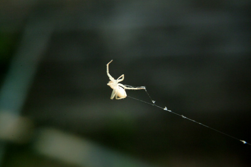 작은 거미의 줄타기; DISPLAY FULL IMAGE.