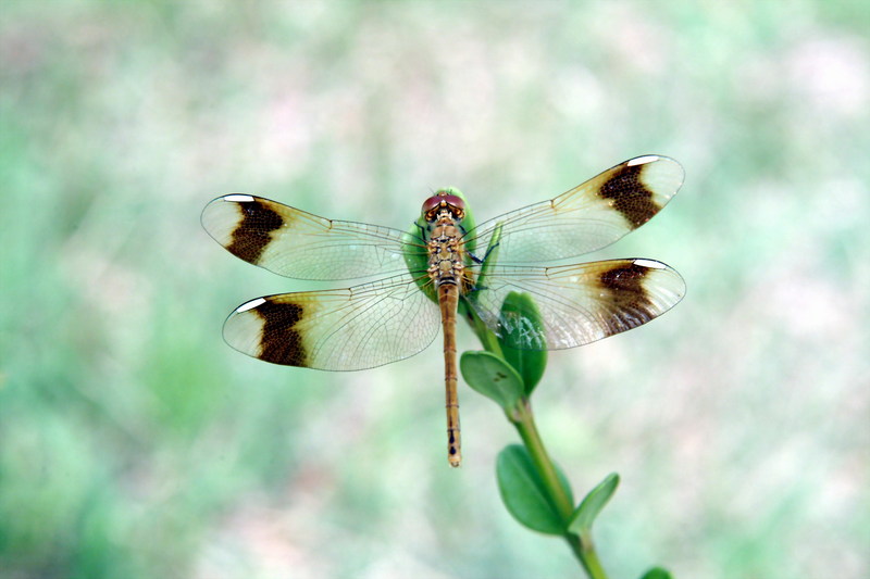 산좀잠자리 Sympetrum pedemontanum pedemontanum (Eurasian Band-winged Dragonfly); DISPLAY FULL IMAGE.