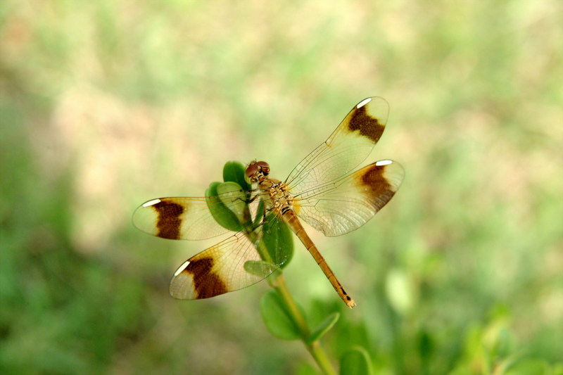 산좀잠자리 Sympetrum pedemontanum pedemontanum (Eurasian Band-winged Dragonfly); DISPLAY FULL IMAGE.