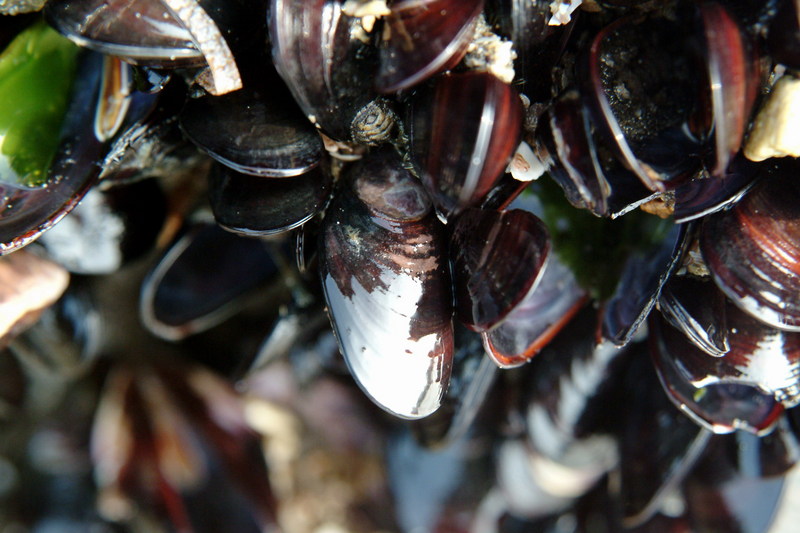 홍합[紅蛤](담치) Mytilus coruscus (Sea Mussel); DISPLAY FULL IMAGE.