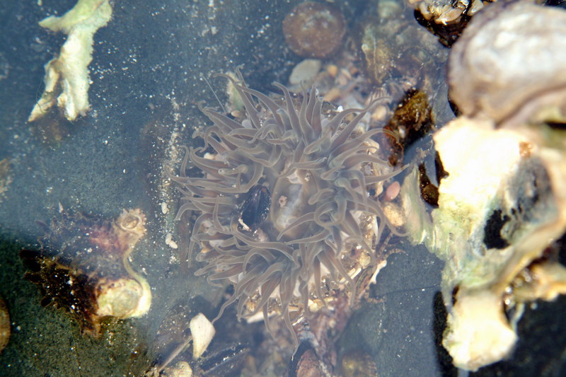 풀색꽃해변말미잘 Anthopleuroa midori (Sea Anemone); DISPLAY FULL IMAGE.