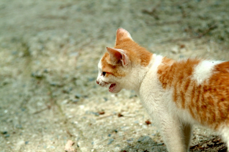 새끼고양이 Felis silvestris catus (Kitten); DISPLAY FULL IMAGE.