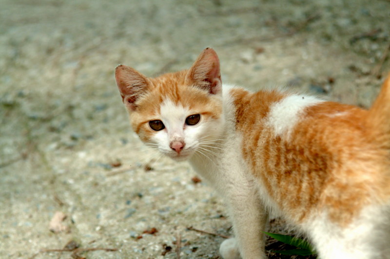 새끼고양이 Felis silvestris catus (Kitten); DISPLAY FULL IMAGE.