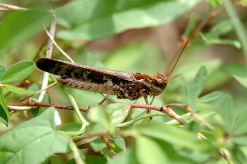 메뚜기 종류 -- 아마도 팥중이 Oedaleus infernalis (Band-winged Grasshopper)???; DISPLAY FULL IMAGE.
