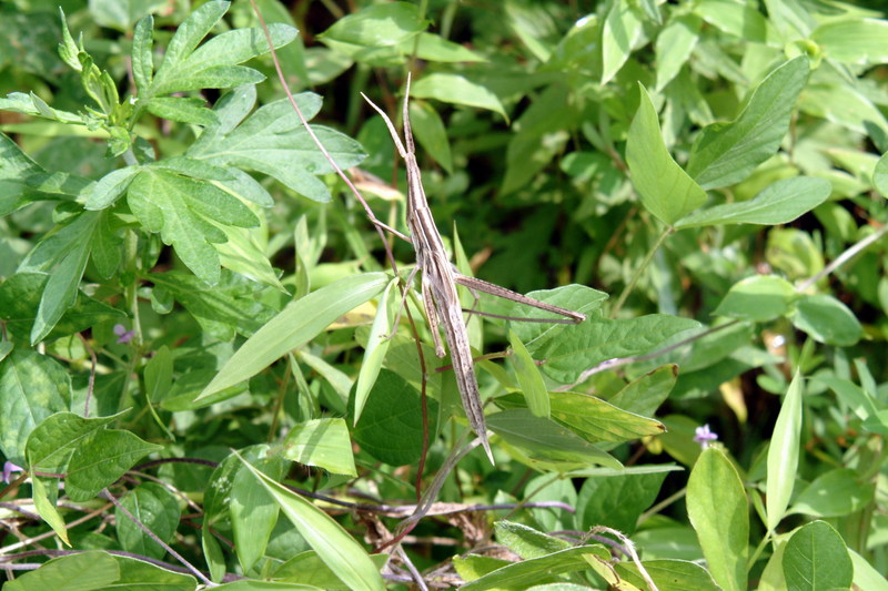 방아깨비 Acrida cinerea (Green Hopper); DISPLAY FULL IMAGE.