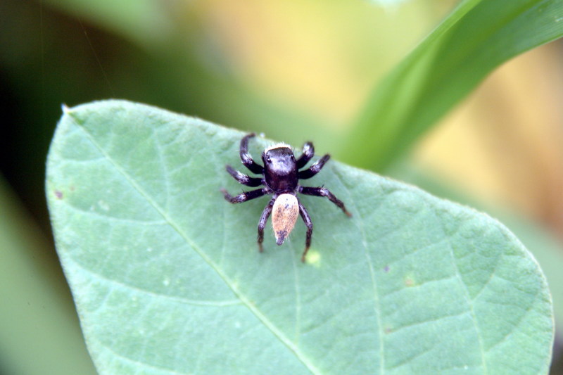 이름모를 예쁜 거미 -- 깡총거미 종류?; DISPLAY FULL IMAGE.