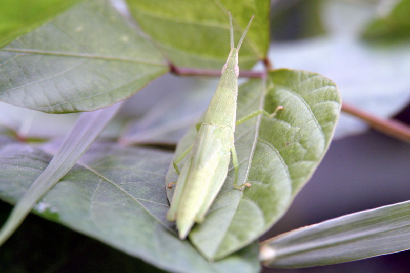 섬서구메뚜기 암컷 Atractomorpha lata (Smaller long-headed grasshopper); DISPLAY FULL IMAGE.