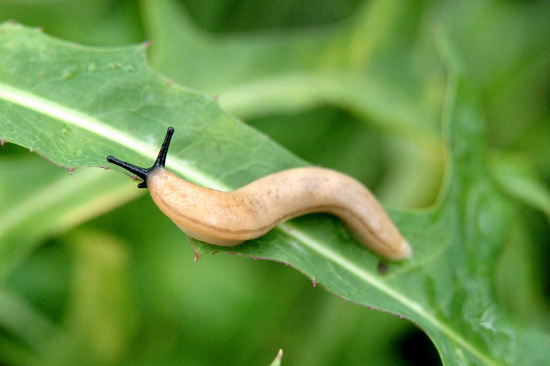 민달팽이 (Land Slug); DISPLAY FULL IMAGE.