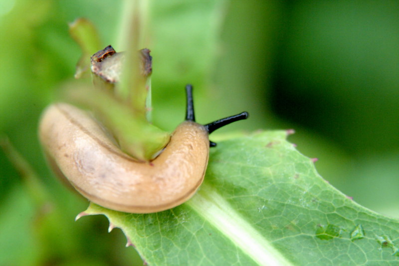 민달팽이 (Land Slug); DISPLAY FULL IMAGE.