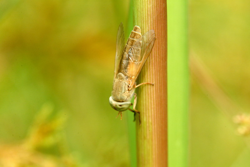 등에종류 (horsefly); DISPLAY FULL IMAGE.