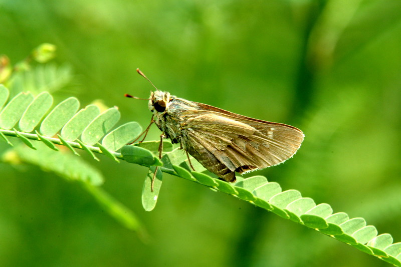 팔랑나비 종류 (strait swift butterfly); DISPLAY FULL IMAGE.