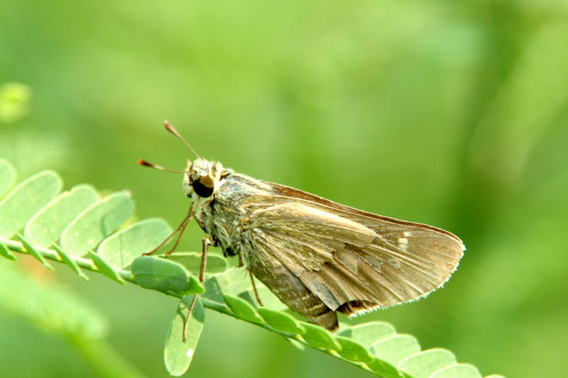 팔랑나비 종류 (strait swift butterfly); DISPLAY FULL IMAGE.