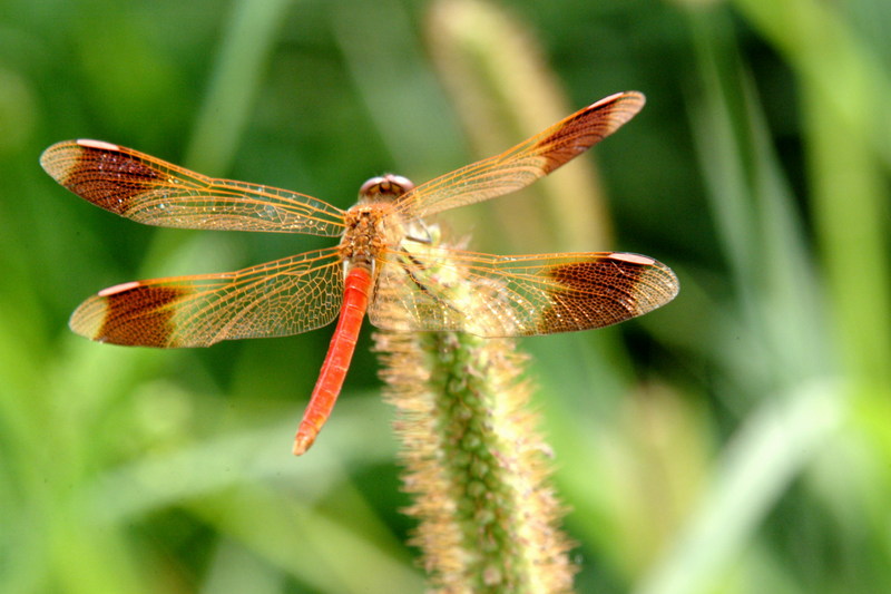 노란띠좀잠자리 수컷 Sympetrum pedemontanum elatum (Dragonfly); DISPLAY FULL IMAGE.