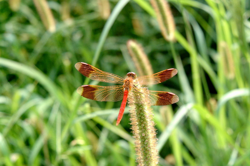 노란띠좀잠자리 수컷 Sympetrum pedemontanum elatum (Dragonfly); DISPLAY FULL IMAGE.