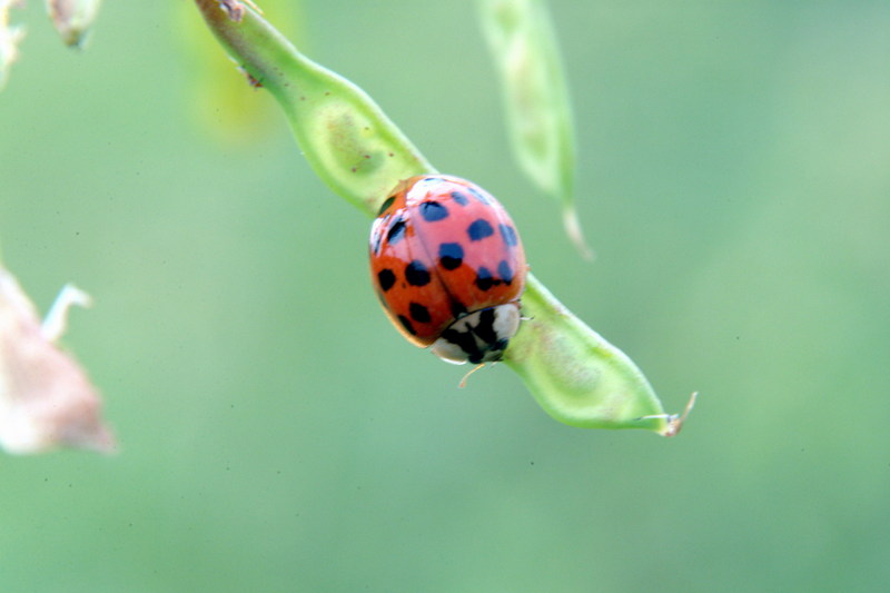 무당벌레 종류 (Ladybug); DISPLAY FULL IMAGE.