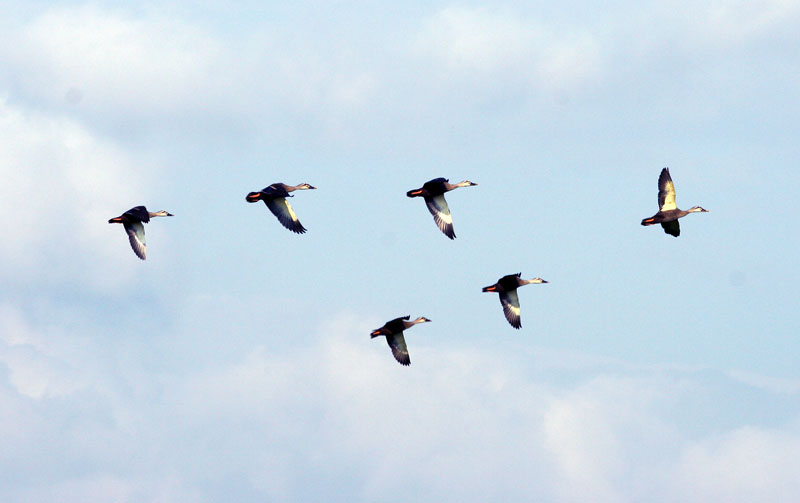 새들은 부쩍 커 창공을 날고  | 흰뺨검둥오리 Anas poecilorhyncha (Spotbill); DISPLAY FULL IMAGE.