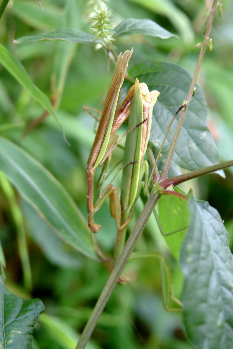 사마귀(짝짓기) Tenodera angustipennis (Narrow-winged Praying Mantis); DISPLAY FULL IMAGE.