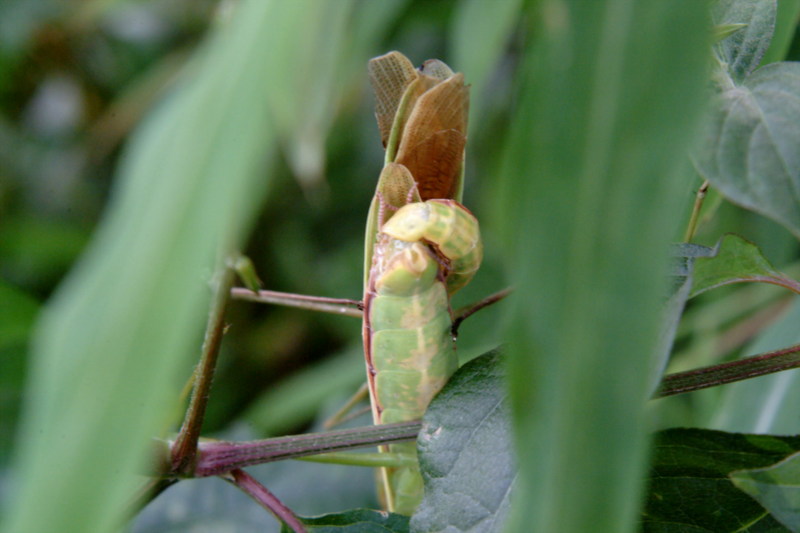 사마귀(짝짓기) Tenodera angustipennis (Narrow-winged Praying Mantis); DISPLAY FULL IMAGE.