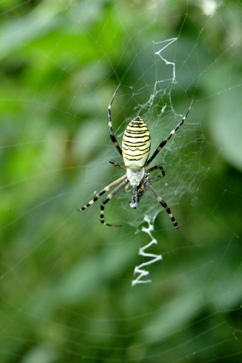 긴호랑거미 Argiope bruennichii (Wasp Spider); DISPLAY FULL IMAGE.