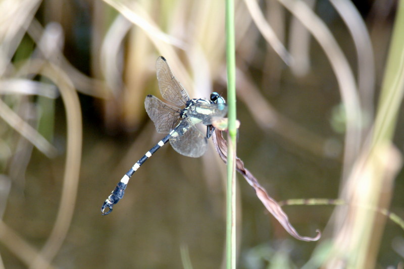 종류를 모르는 잠자리 한마리 --> 갈구리측범잠자리(노란측범잠자리)Onychogomphus ringens (Dragonfly); DISPLAY FULL IMAGE.