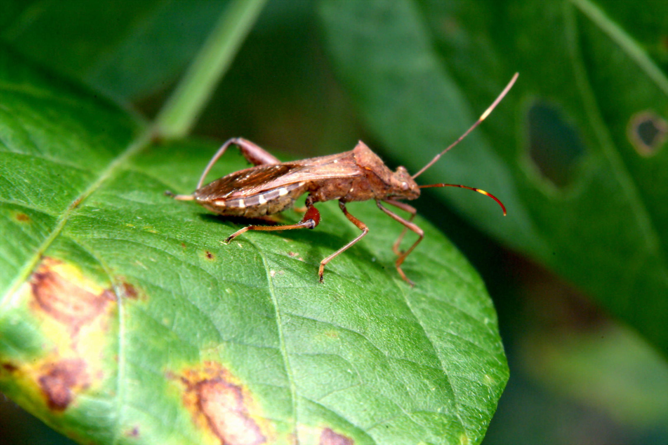 톱다리개미허리노린재 Riptortus clavatus (Bean Bug); Image ONLY