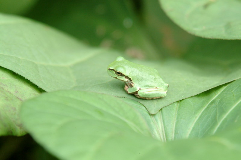 청개구리 Hyla arborea japonica (Far Eastern Treefrog); DISPLAY FULL IMAGE.