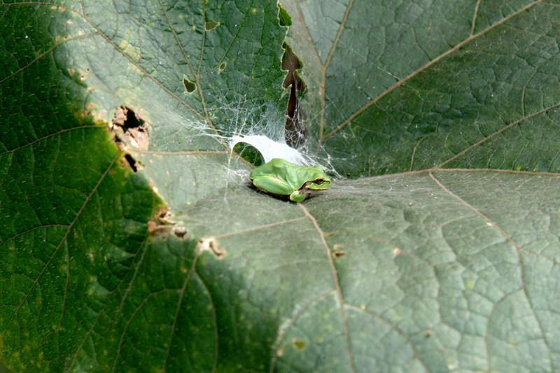 청개구리 Hyla arborea japonica (Far Eastern Treefrog); DISPLAY FULL IMAGE.