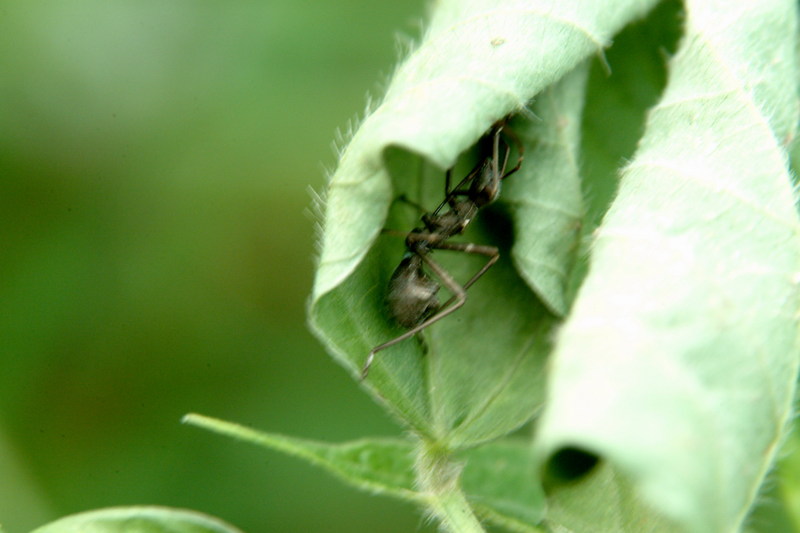 톱다리개미허리노린재(약충) Riptortus clavatus (Bean Bug); DISPLAY FULL IMAGE.