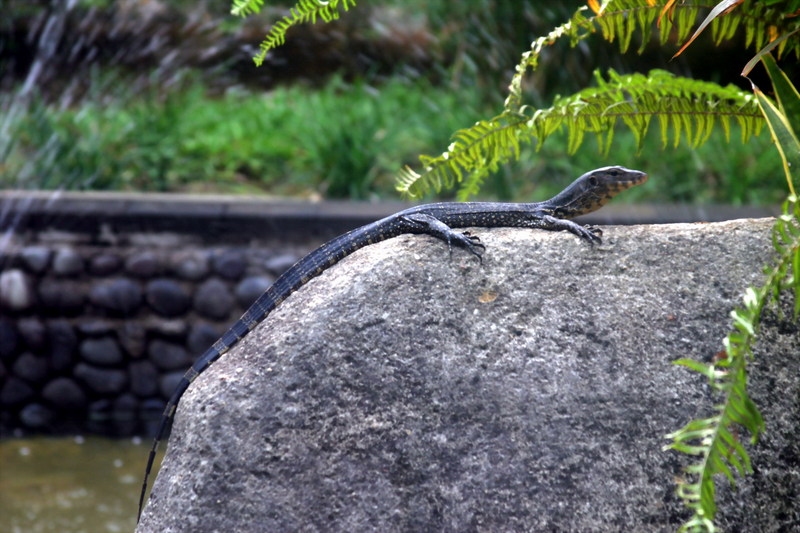인도네시아에서 찍은 도마뱀 종류; DISPLAY FULL IMAGE.