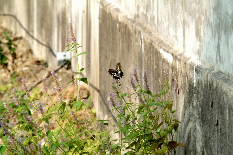 호랑나비 Papilio xuthus (Citrus Swallowtail); DISPLAY FULL IMAGE.