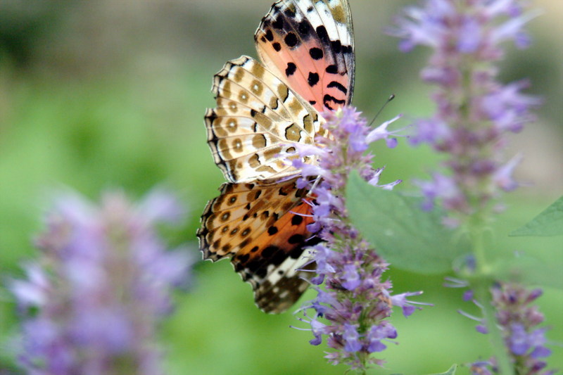 암끝검은표범나비(암컷) Argyreus hyperbius (Indian Fritillary Butterfly); DISPLAY FULL IMAGE.