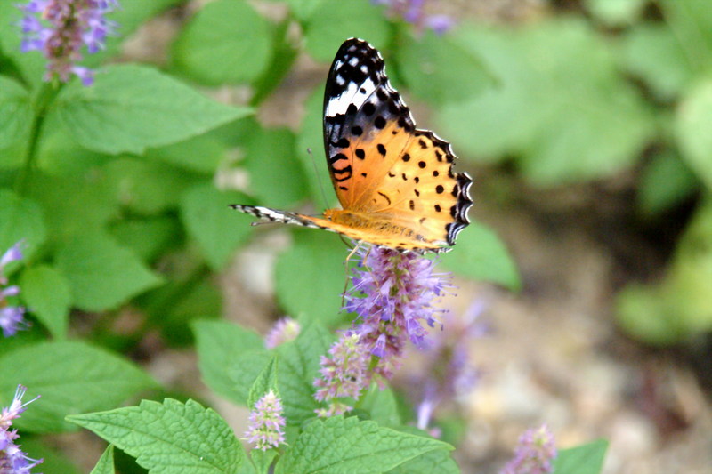 암끝검은표범나비(암컷) Argyreus hyperbius (Indian Fritillary Butterfly); DISPLAY FULL IMAGE.