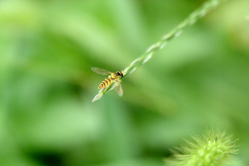 호리꽃등에 Episyrphus balteatus (Marmelade hoverfly)???; DISPLAY FULL IMAGE.