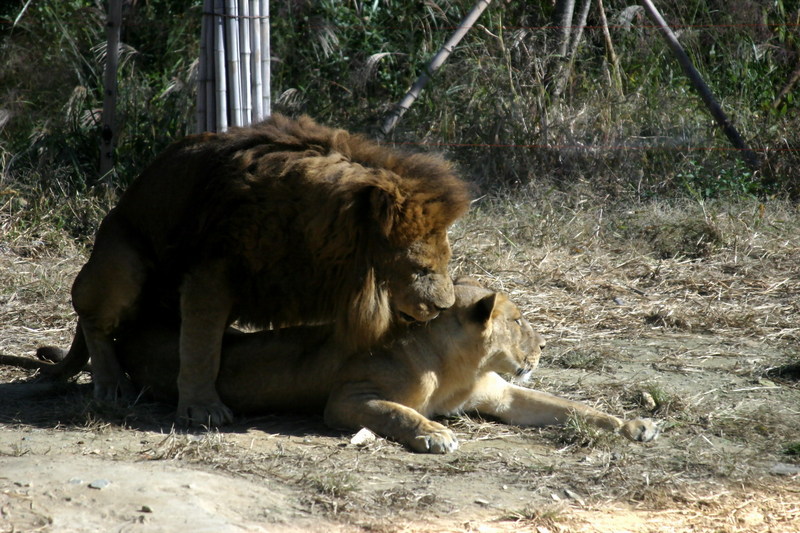 사자의 짝짓기 (대전동물원); DISPLAY FULL IMAGE.