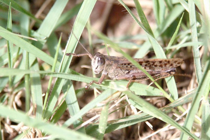 이름모를 메뚜기 종류 -- 등검은메뚜기(Black-backed Grasshopper); DISPLAY FULL IMAGE.