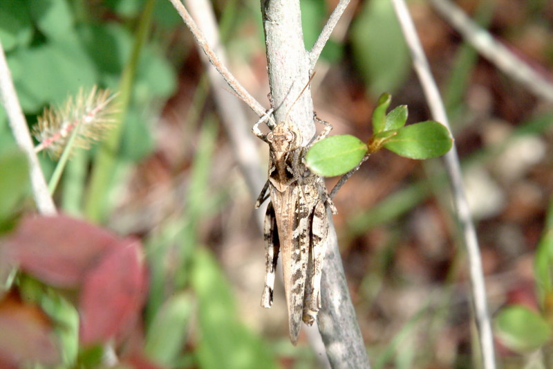 메뚜기 종류 -- 팥중이 Oedaleus infernalis (Band-winged Grasshopper); DISPLAY FULL IMAGE.