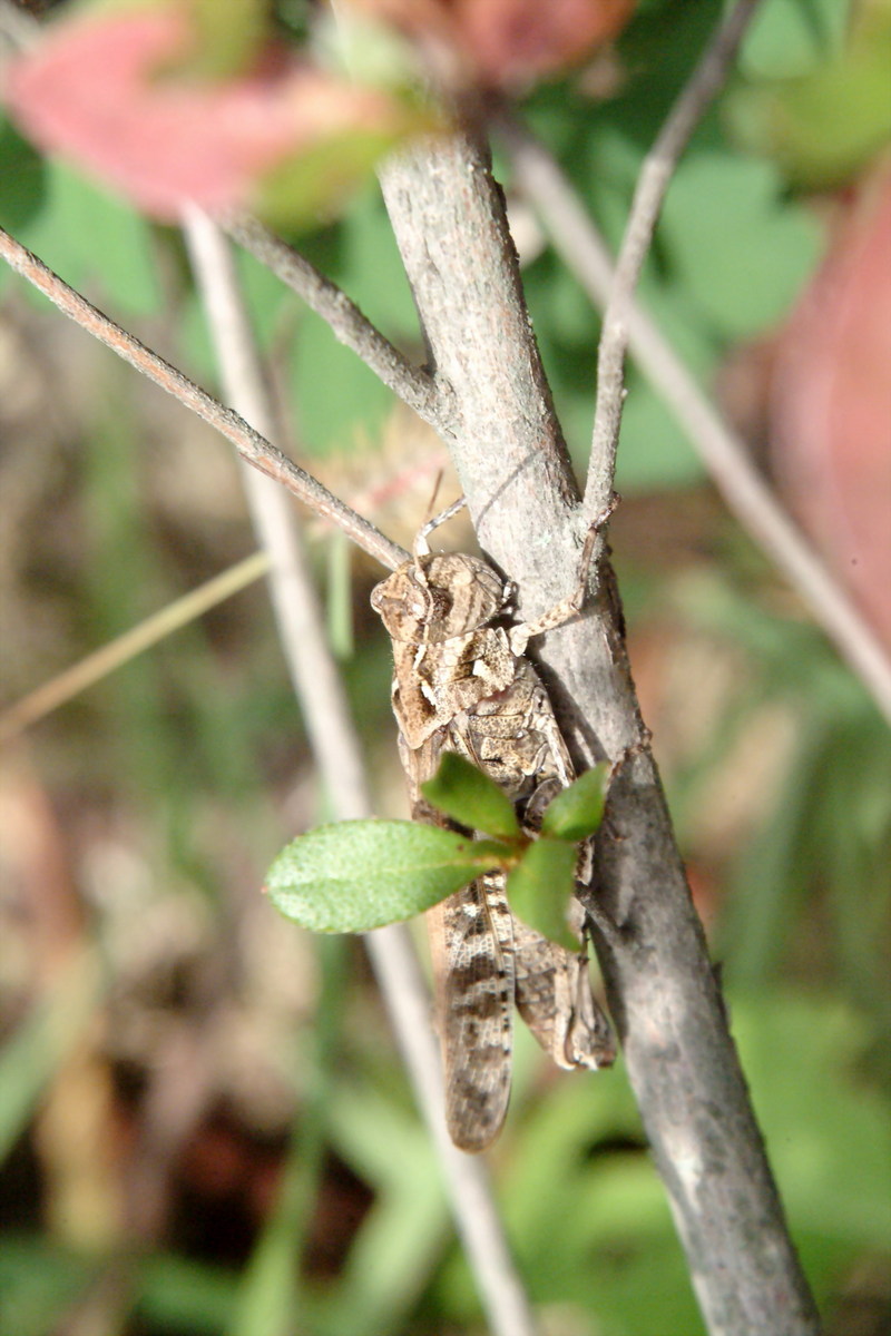 메뚜기 종류 -- 팥중이 Oedaleus infernalis (Band-winged Grasshopper); DISPLAY FULL IMAGE.