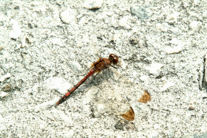 깃동잠자리(수컷) Sympetrum infuscatum (Dragonfly); DISPLAY FULL IMAGE.