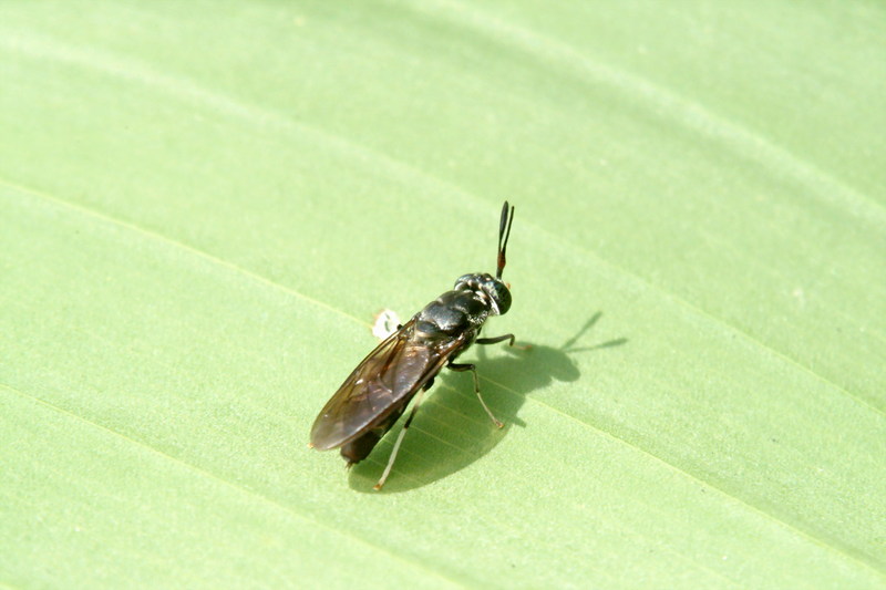 이름모를 몸통이 긴 파리 종류 --> 동애등에  Ptecticus tenebrifer (Soldier Fly); DISPLAY FULL IMAGE.
