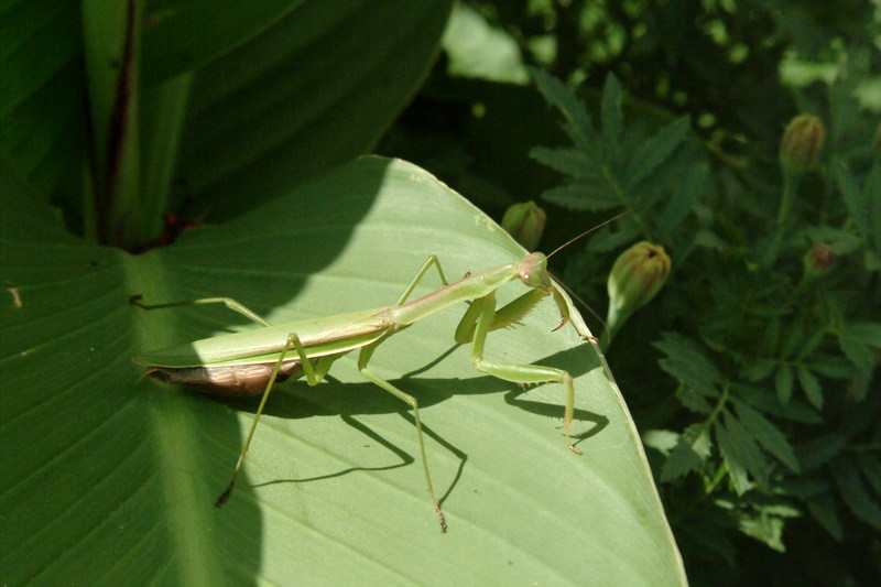 사마귀 (Praying Mantis); DISPLAY FULL IMAGE.